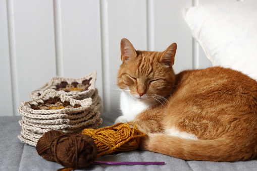 Cute ginger cat laying on the bed with a ball of yarn and crochet hook. Cat playing with with crocheted ornament. Cozy autumn picture.