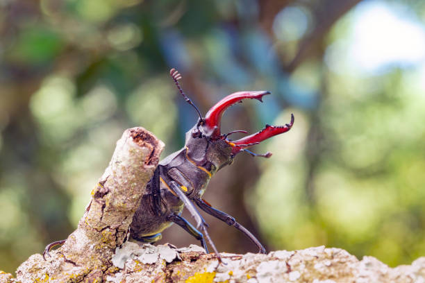 Interesting insect with horns.