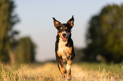 Happy dog run in the park, appenzeller sennenhund