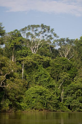 Trees in the rainforest of the Upper Amazon  near the  Pastasa River , Ecuador,  South America