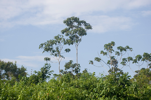 Trees in the rainforest of the Upper Amazon near the Pastasa River, Ecuador,  South America