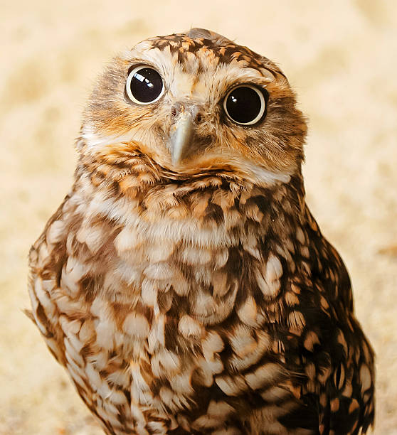 Nosy burrowing owl with big eyes staring at the camera stock photo