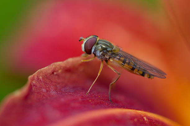 Hoverfly on red flower Hoverfly in close-up on red flower beines stock pictures, royalty-free photos & images