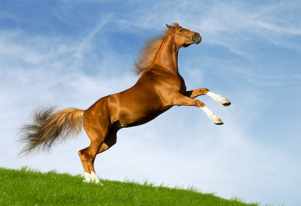 istock Chestnut horse gallops in field 155828031