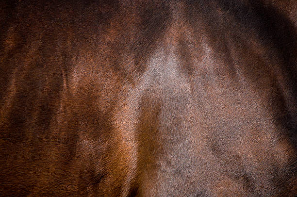 istock Coat of horse 155828040
