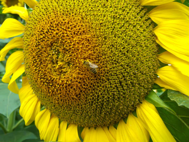 abelha em um girassol - macro close up sunflower france - fotografias e filmes do acervo
