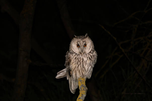 istock Long-eared owl in the night 1558281767