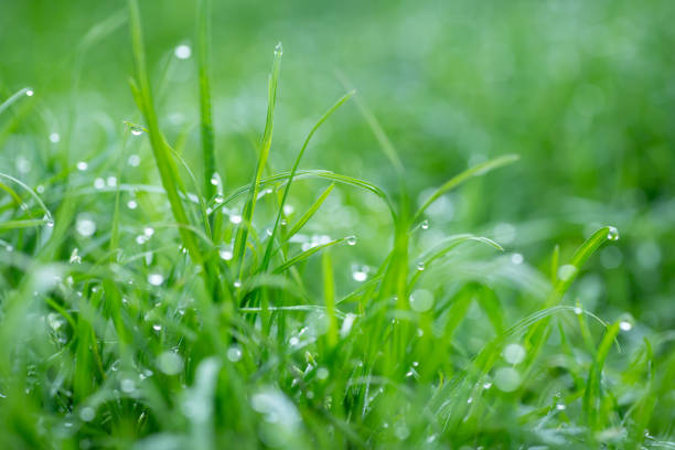 istock Macro shot of bright green grass in dew 1558282531