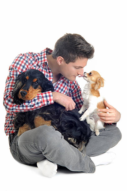 istock english cocker, chihuahua and man 155828355