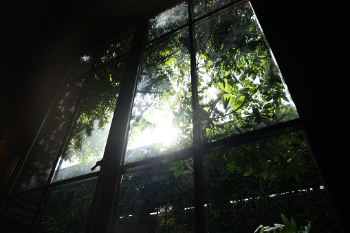 Windows overlooking tropical green plant background