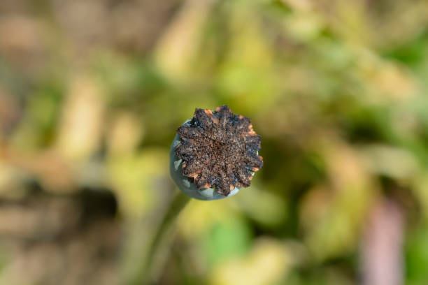 восточный мак - oriental poppy стоковые фото и изображения