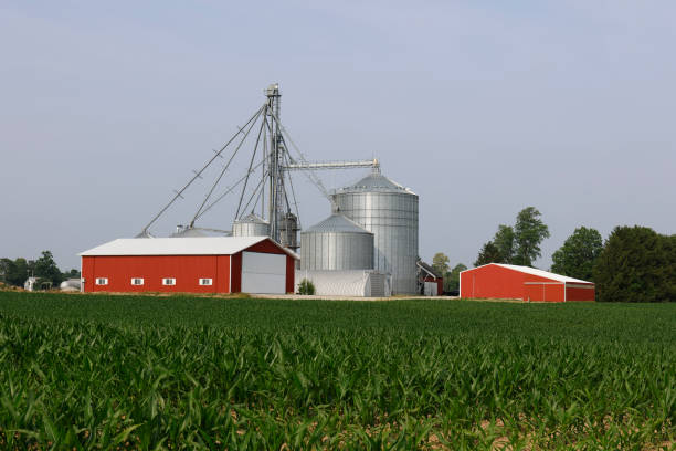 Corn farm and corn grain processing in the American Midwest. Corn can be processed into feed, fuel or consumer food products. Corn farm and corn grain processing in the American Midwest. Corn can be processed into feed, fuel or consumer food products. corn biodiesel crop corn crop stock pictures, royalty-free photos & images