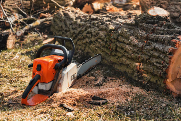 istock Chainsaw lies on sawdust near a tree. 1558286346