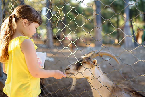 Little girl feeding goat. Child at outdoors petting zoo. Kid having fun in farm with animals. Children and animals. Fun for family with kids on summer school holidays.