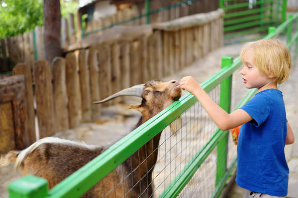 niño alimentando cabra. niño al aire libre acariciando el zoológico. niño divirtiéndose en la granja con animales. niños y animales. diversión para los niños en vacaciones escolares. - zoo agricultural fair child farm fotografías e imágenes de stock