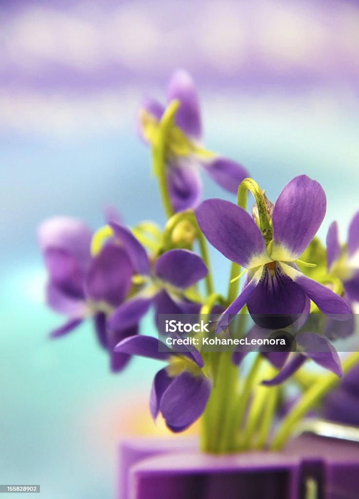 violets flower background, violets Decoration Stock Photo