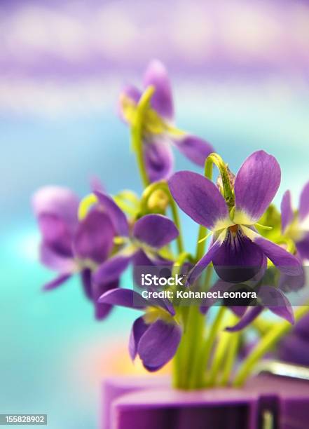 Violets Stock Photo - Download Image Now - Decoration, No People, Photography