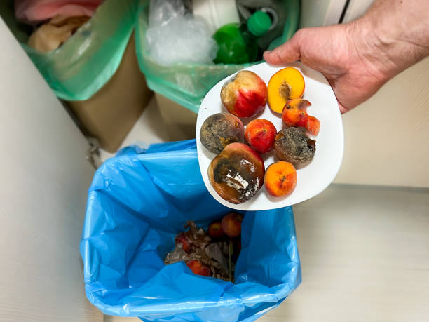한 남자가 썩은 복숭아를 음식물 쓰레기 통에 버립니다.  폐기물 분류 - garbage food compost unpleasant smell 뉴스 사진 이미지