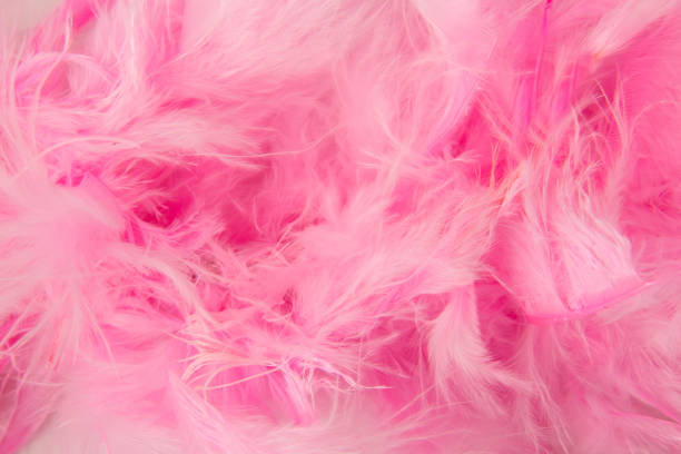 istock Beautiful  Feathers Texture Vintage Background. 1558298284