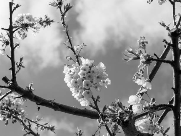 istock Japanese sakura tree blossoming in monochrome beauty 1558299377