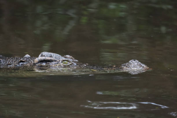 istock Close up head crocodile is show head in river 1558314682