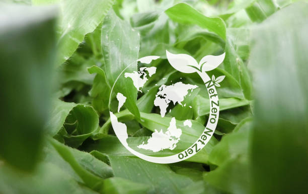 istock CO2 Net-Zero Emission Concept Carbon neutral and net zero concept. natural environment Climate-neutral long-term strategy Greenhouse gas emissions targets and a white planet in the midst of beautiful 1558315788