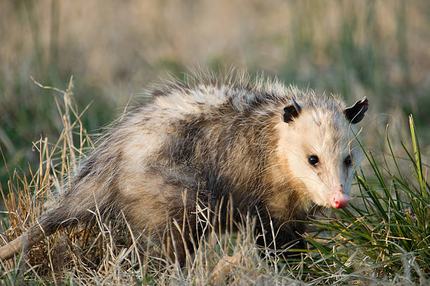 istock Opossum in grass, winter, Arkansas 155831772