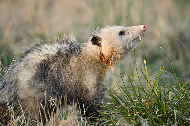 istock Opossum in grass, winter, Arkansas 155831834