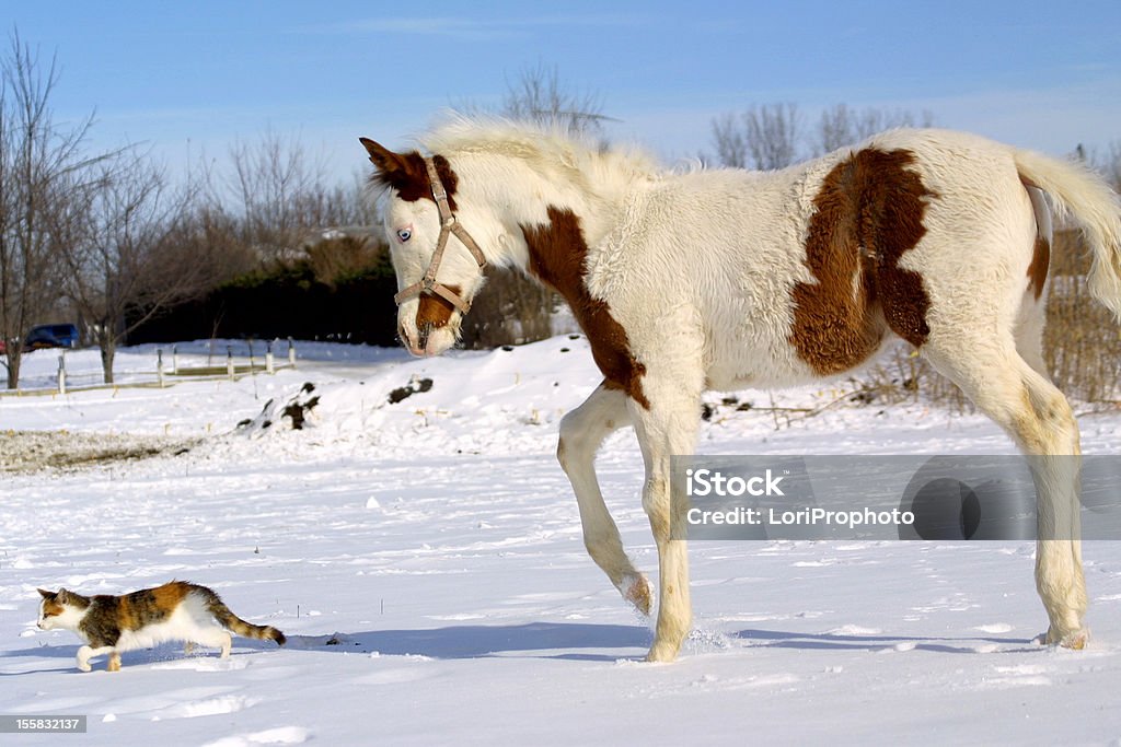 Paint horse foal following cat through snow Young paint horse foal following cat walking thought the snow Domestic Cat Stock Photo