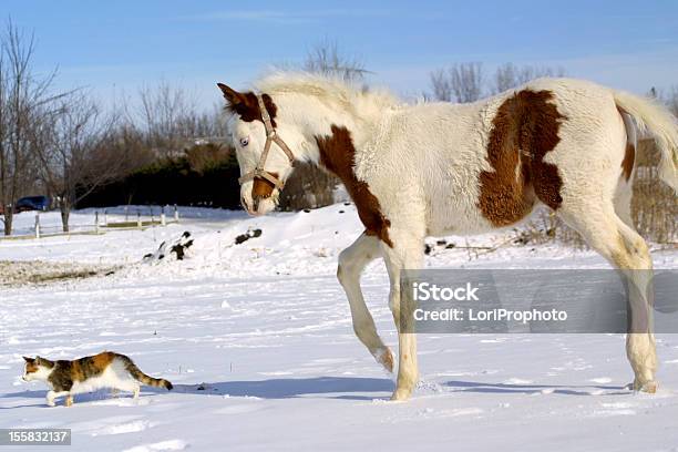 Paint Horse Foal Following Cat Through Snow Stock Photo - Download Image Now - Domestic Cat, Foal - Young Animal, Animal