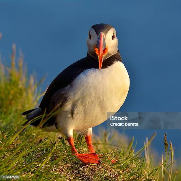 Pássaro Papagaiodomar - Fotografias de stock e mais imagens de Animal selvagem - Animal selvagem, Ao Ar Livre, Bico