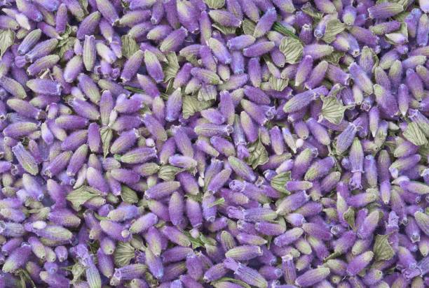 istock Lavender flowers closeup background or backdrop 1558330352
