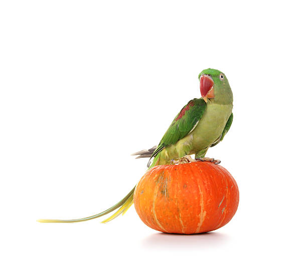 Big green ringed or Alexandrine parrot on white