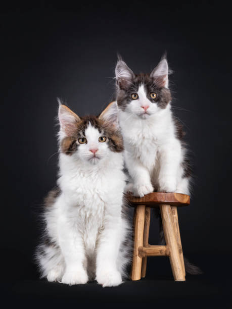 istock Maine Coon cat kittens on black background 1558343332