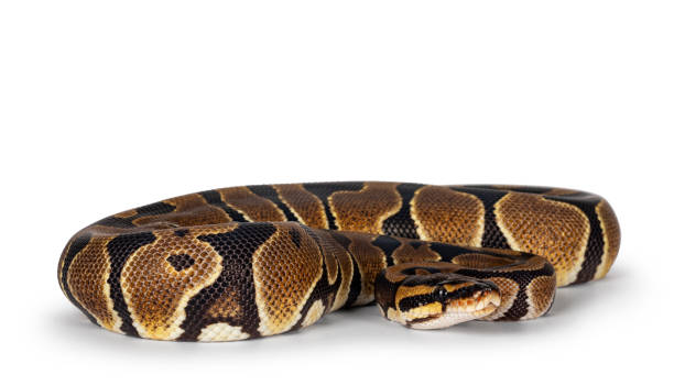 Green Balll Python 150+ Green Ball Python Stock Photos, Pictures & Royalty-Free Images ...