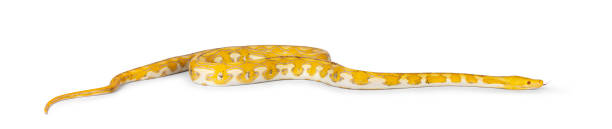 Reticulated python on white background Female juvenile Reticulated python aka Malayopython reticulatus snake, full length isolated on a white background. Tongue out. reticulated python stock pictures, royalty-free photos & images