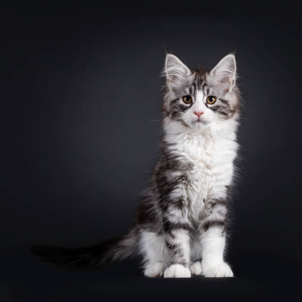 istock Maine Coon cat kitten on black background 1558353929