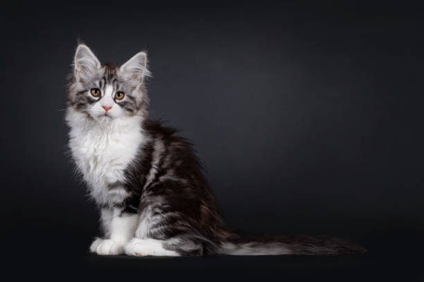 istock Maine Coon cat kitten on black background 1558354437