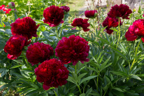 istock Red Peony albiflora. Paeonia officinalis Command Performance in the garden 1558357601