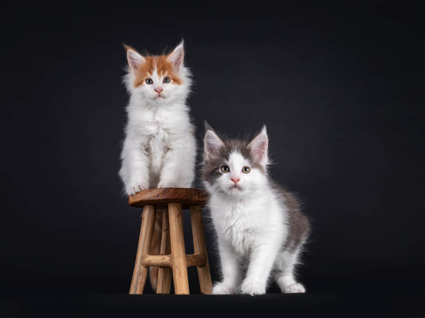 istock Maine Coon kittens on black background 1558357609