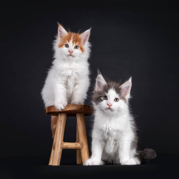 istock Maine Coon kittens on black background 1558358119