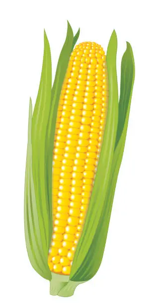 Vector illustration of corn