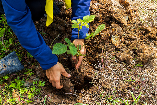 Close-up of a caring hand planting trees to combat global warming. protect the environment for future generations.