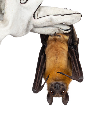 Young adult flying fox, fruit bat aka Megabat of chiroptera, hanging from leather glove. Looking straight to camera. Isolated on white background.