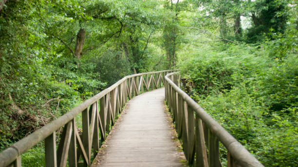 istock Wooden plank runway in a river forest 1558364103