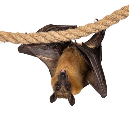Young adult flying fox, fruit bat aka Megabat of chiroptera, hanging facing front on sisal rope. Looking straight to camera while sticking out tongue. Isolated on white background.