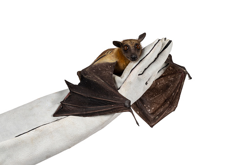 Young adult flying fox, fruit bat aka Megabat of chiroptera, laying on leather glove. Looking straight to camera. Isolated on white background.