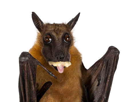 Haed shot of Young adult flying fox, fruit bat aka Megabat of chiroptera, eating banana and sticking out tongue. Looking towards camera. Isolated on white background.