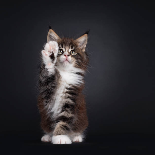 istock Maine Coon cat kitten on black background 1558367654