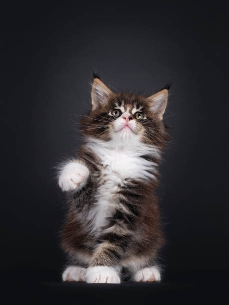 istock Maine Coon cat kitten on black background 1558367759